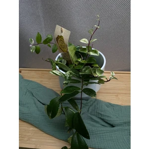 Эсхинантус Лоббианус вариегата