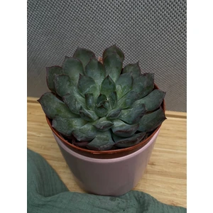 Эхеверия Саммер