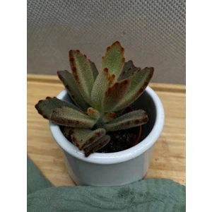 Каланхое войлочное Шоколадный солдат