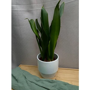 Сансеверия Сансевиерия Блэк Даймонд