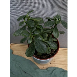 Крассула Сансет Мэджик