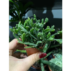 Рипсалис микс