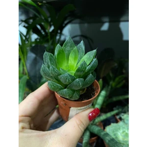 Хавортия Купера (Купери)