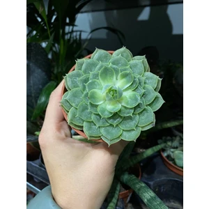 Эхеверия Онслоу