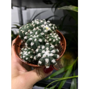 Эхинопсис Субденудата