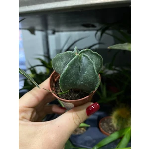 Астрофитум микс