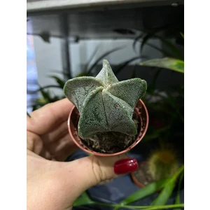 Астрофитум микс