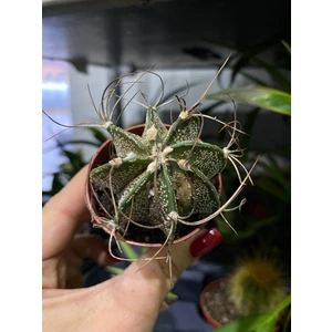 Астрофитум микс