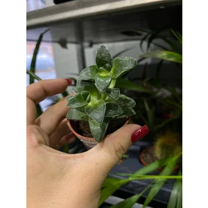 Крассула Спрингтайм