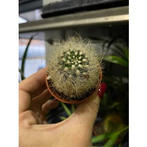 Неопортерия сенилис