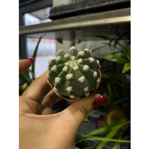 Эхинопсис Денудатум