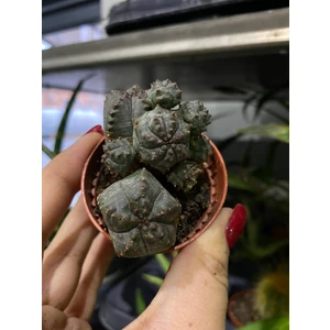 Эуфорбия Псевдоглобоза 5х7см