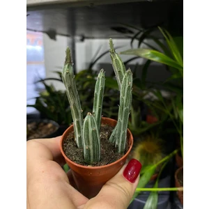 Стапелия микс