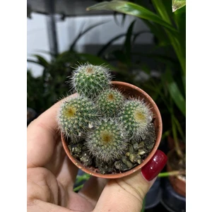 Эриокактус Ленингхауза