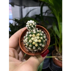 Маммилярия грацилис Аризона Сноукап