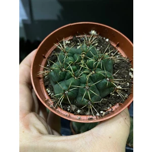 Кактус микс