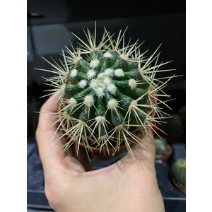 Кактус микс