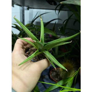 Сансеверия Чанин Кроун