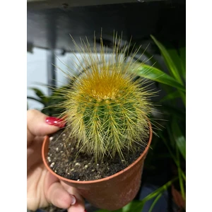 Кактус микс