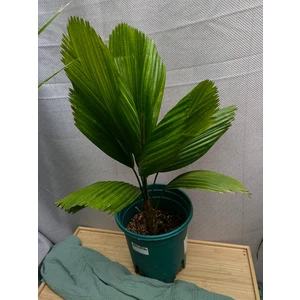 Ликуала пальма