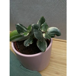 Крассула овата вариегатная