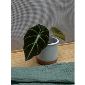 Алоказия Блэк Вельвет (Black Velvet)