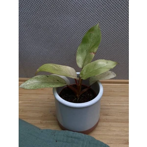 Филодендрон Сноудрифт