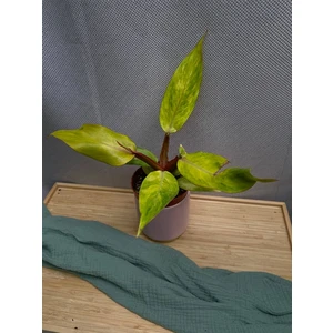 Филодендрон Оранж Мармелад