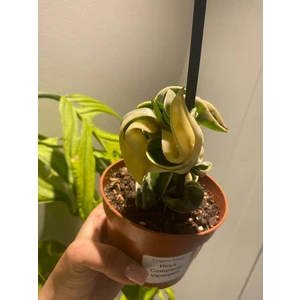 Хойя карноза Компакта вариегата