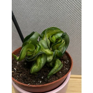 Хойя Компакта Мауна Лоа