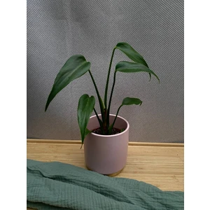 Монстера Бурле Маркс Флейм