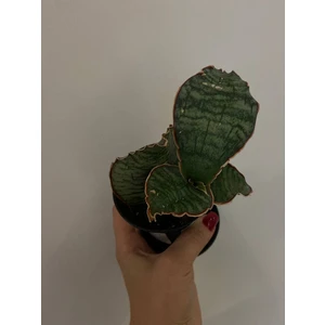 Сансевиерия Стар Грин Гранит