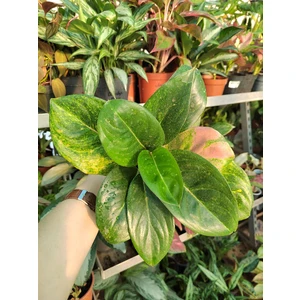 Аглаонема Эпл Грин