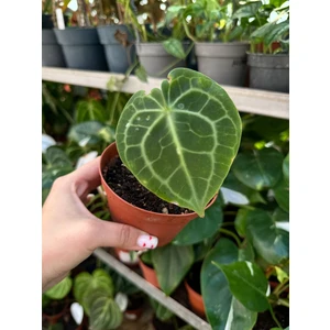 Антуриум Кларинервиум