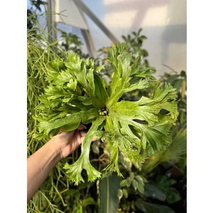 Асплениум Крисси