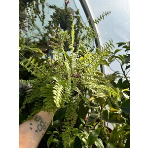 Нефролепис