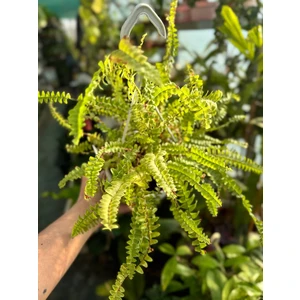 Нефролепис сердцелистный Даффи