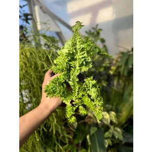 Нефролепис Мариса