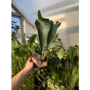 Платицериум