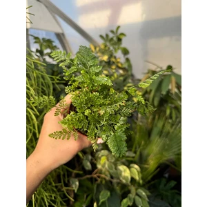 Хумата Таермани (Даваллия)