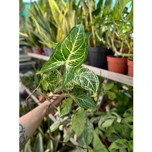 Сингониум Батик