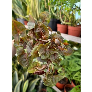 Сингониум Мария Брокант