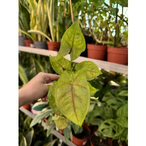 Сингониум Аллюжен