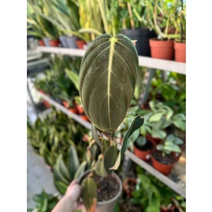 Филодендрон Гигас