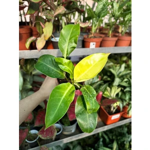 Филодендрон Империал Голд