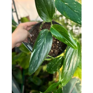 Филодендрон Кобра