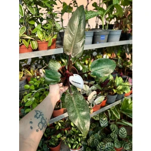 Филодендрон МакКолли Финал