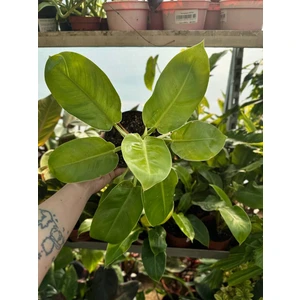 Филодендрон Мунлайт (Лунный свет)