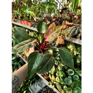 Филодендрон Пинк Биркин