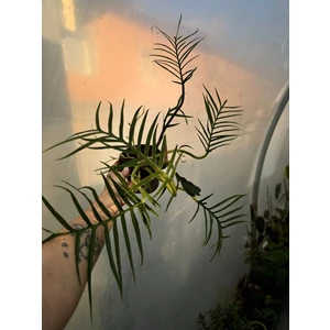 Филодендрон Тортум